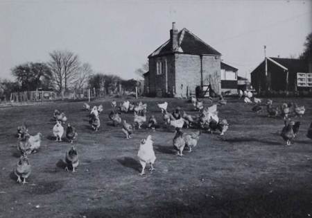 Hens at Cherry Lodge, market Lavington.