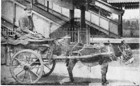 Shem Butcher and his donkey cart - ready for a customer on the opening day at Lavington Station - October 1st 1900