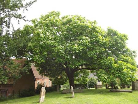 The Coronation Tree in Market Lavington. This catalpa or Indian bean tree was planted in 1953.